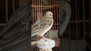 Burung baru ngombyok udah kaya gini..Kalandra lark