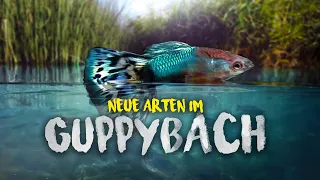 Unfassbar NEUE Arten im GUPPYBACH - Wasserwerte & Infos | 2023