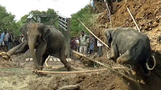 This elephant entered the village in search of food at night and fell in to an agricultural well.