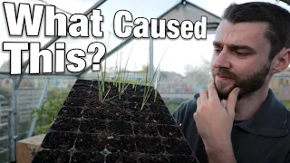 So Many Allotment Updates! | Sowing Cucumbers | Broad Beans | Dibbing Debate | Germination Solved?