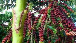Grafting Trees - Change coffee tree