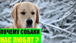 Почему собаки нас любят?