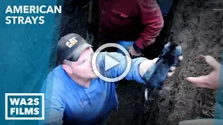 Animal Cops Detroit Rescue Tiny Puppy Deep in Pipe - Hope For Dogs