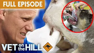Dog's Vaginal Prolapse & Fishing Hook Extraction | Vet On The Hill DU EP4 Full Episode | Bondi Vet