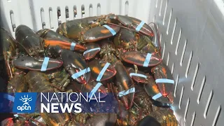 Three people arrested for alleged assault and theft of Mi’kmaw lobster | APTN News