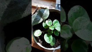 African violet from leaf propagation updates at 14 months and 2-3 months.