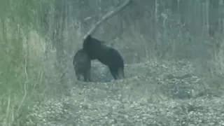 The bear attacks the boar, and the next scene is amazing!