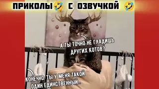 гладиш других котов? смотри смешные картинки мемы котики приколы с озвучкой 🤣