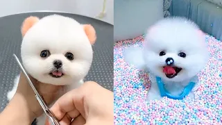 Tik Tok Chó Phốc Sóc Mini 😍🐶 Cute Dog Pomeranian #83