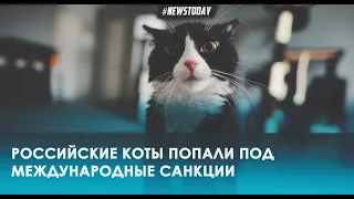 Russian cats banned from participating in international competitions