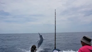 1100lb Giant Black Marlin on ZULU GAMEFISHING CHARTERS | Cairns 2016