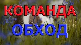 Команда обход| Как научить собаку делать обход| Дрессировка собак