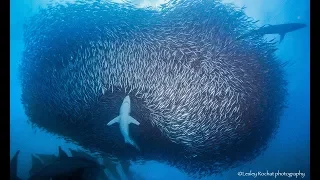 Sardine Run Adventure - Big Animals Expeditions