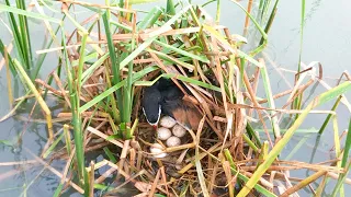 It's Raining Until All Bird Eggs Floating in Water! (2) – Mother Tries Her Best to Fix the Nest E199