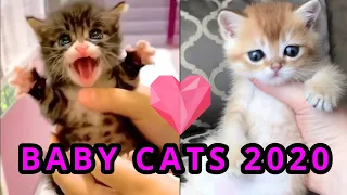 🐱BABY CATS |🤣FUNNY AND😍CUTE KITTENS | TRY NOT TO SAY "AWW" COMPILATION # 11