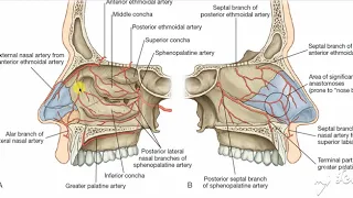 Nasal cavity blood supply 5