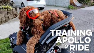 TRAINING Apollo to RIDE! How an anxious Goldendoodle learned to ride the K9 MOTO COCKPIT