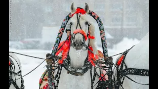 Русская экипажная езда и русская тройка, выпуск 3.