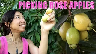 Harvesting Rose Apple
