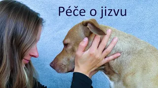 Péče o jizvu psa