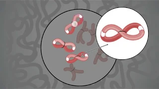 How it Works: Proximo Hi-C Genome Scaffolding