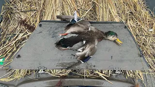 Duck Hunting After Winter Storm!  2 Man Limit - 1/20/24