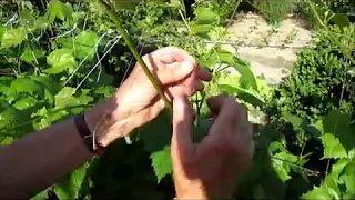 Pielęgnacja winogron w czerwcu gdy wypuszcza wąsy - co robić