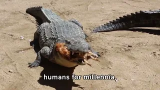 The reptile that become king after the dinosaurs