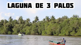 🐊 Explorando un Manglar repleto de COCODRILOS | GUSS ROQUE