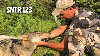 Amazing Shot at a Running Wolf / Idaho Wolf hunt - Stuck N the Rut 123