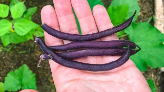 Picking and Cooking Purple Bush Beans