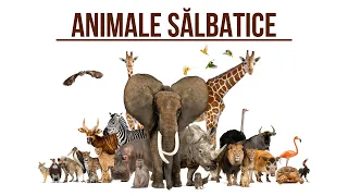 Animalele salbatice si sunetele lor! 2