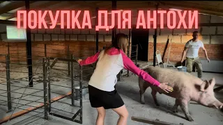 ПОКУПКА ДЛЯ БЛОГЕРА АНТОХИ.  Помогли подписчику. Шершни в доме.