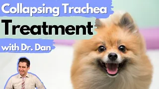 Most common drugs your vet will recommend for Collapsing Trachea in dogs.  Dr. Dan explains.