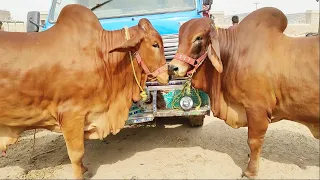 Multan Cow Mandi Eid Kay Bad Mandi Mein Janwaron Kay Rates Latest Update | SS Tv |