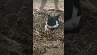 An Adorable Cat Buried Alive At Beach 🏖️