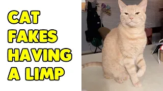 'Drama Queen' Cat Fakes Having A Limp