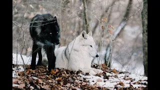 Native American Indians - Are You A Black Wolf Or A White Wolf (Bad V's Good)