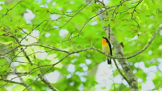 Narcissus flycatcher birds sounds, Nature birds sounds, birds sounds,wild birds,