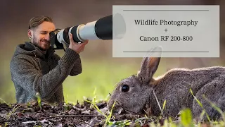 UK Wildlife Photography with the Canon RF 200-800 Lens