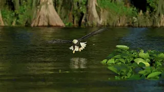 Bald Eagle makes our day!