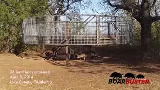 BoarBuster Feral Hog Trap Drop | Feral Hog Trapping