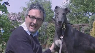 2010 DERBY PREVIEW - THE DOGS