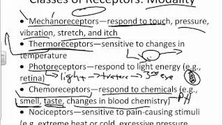 Overview and Classification of Sensory Receptors.wmv