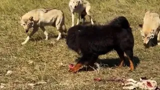 TIBETAN MASTIFF VS 3 WOLVES (Must Watch!)