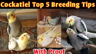 Cockatiel Top Best 5 Breeding Tips l Cockatiel Breeding In 10 Days l Cockatiel Best Breeding Tips