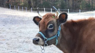 Removing Cow Horns with Callicrate Pro Bander