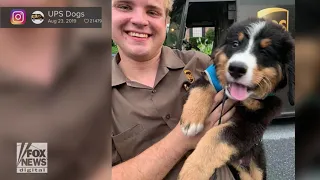 Meet the UPS dogs delivering love to drivers