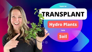 Transplanting Hydroponic Plants Into Soil 🌱💧