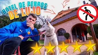 LLEVO A MI HUSKY A UN HOTEL DE PERROS DE LUJO ** hotel 5 estrellas de perros**